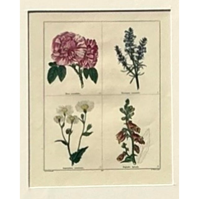 Vintage Regency Original Botanical Prints - Set of Four For Sale - Image 12 of 12
