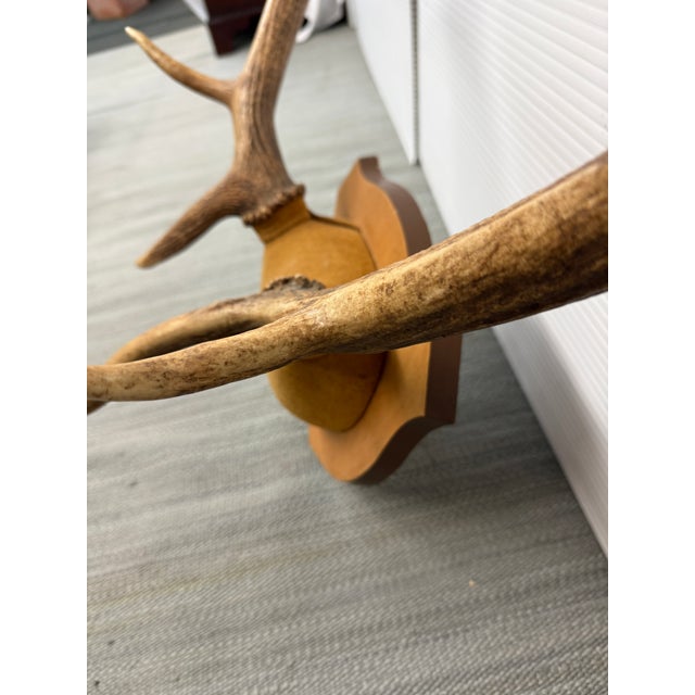 Circa 1975 the Taxidermist in Laramie, Wyoming Antlers For Sale In San Francisco - Image 6 of 12