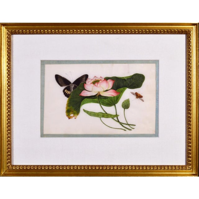 Paper China Trade Framed Pith Pictures of Butterflies and Plants For Sale - Image 7 of 10