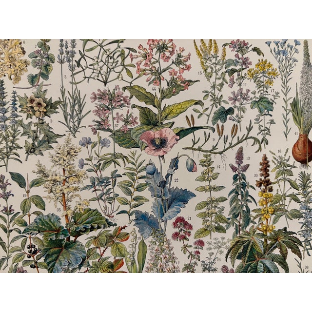 Illustrated plate of medicinal plants from an old 20th-century French encyclopedia. Signed Demoulin Frères. Sold unframed...