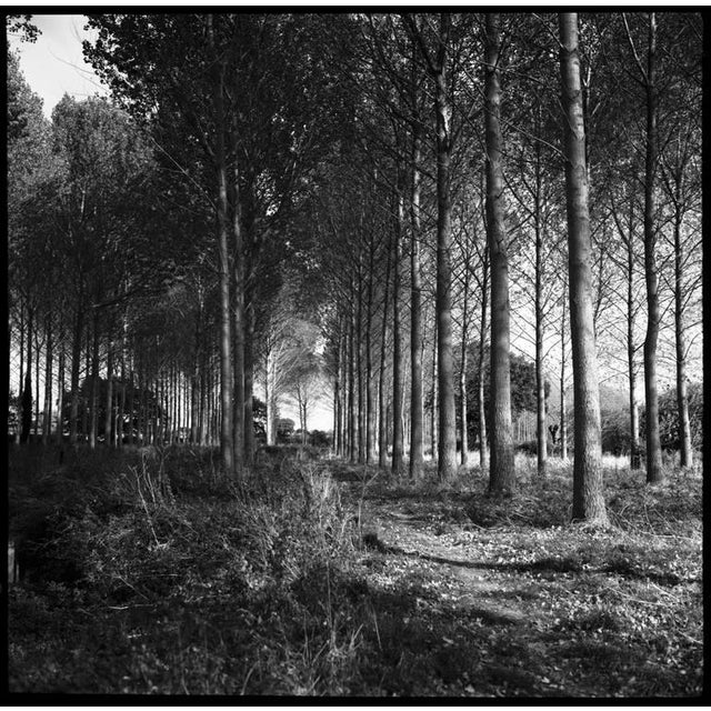 Paul Cooklin, Wickham Skeith, Photograph For Sale