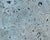 1980s Vintage 1980s Postmodern Biomorphic Gray Fossiliferous Limestone Coffee Table For Sale - Image 5 of 7