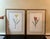 Vintage Framed Botanical Tulip Prints — A Pair For Sale - Image 4 of 7