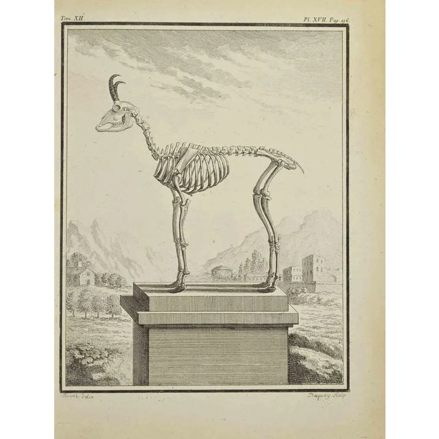 Animal's Skeleton is an etching realized by Pierre Charles Baquoy in 1771. It belongs to the suite "Histoire naturelle,...