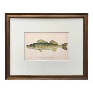 Original Antique Chromolithograph Pike Perch or Susquehanna Salmon Fish Print by Tarleton Bean Circa 1890