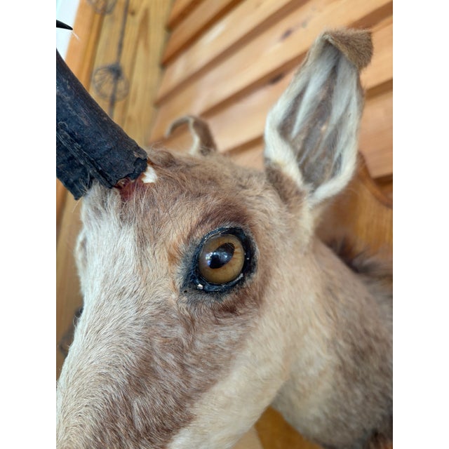 1980s 1980s Springbok Chamois Antelope Wall Mount Taxidermy For Sale - Image 5 of 9