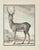 The Deer is an etching made in 1771 by Claude Jardinier. Titled and Signed on the plate. The artwork Belongs to the suite...