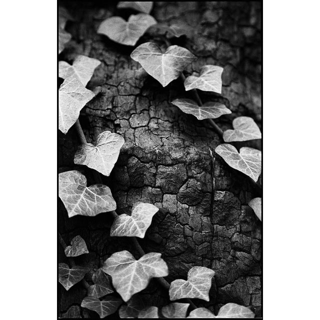 Paul Cooklin, Ivy, Thornham Walks, Suffolk, Edition of 50 For Sale - Image 7 of 7