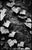 Paul Cooklin, Ivy, Thornham Walks, Suffolk, Edition of 50 For Sale - Image 7 of 7