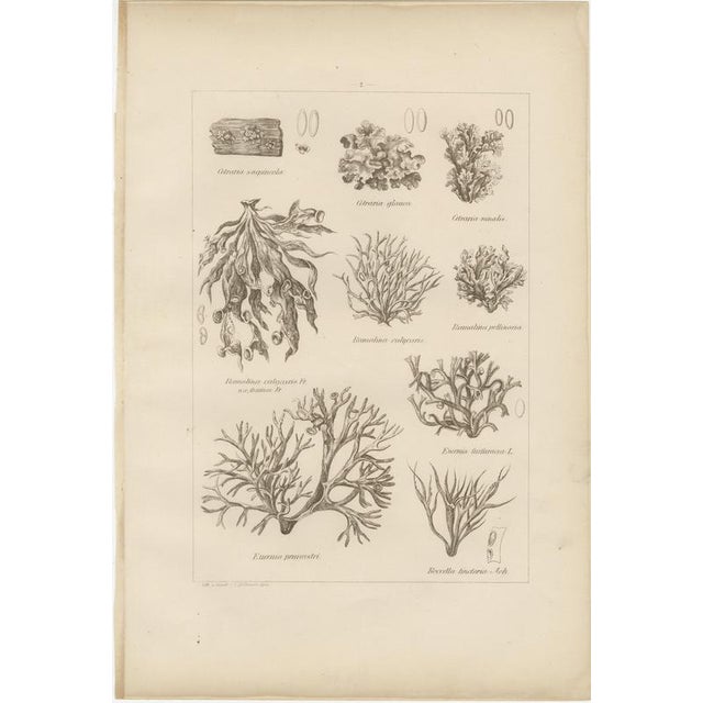Otto Müller & G. Pabst, Botanical Prints, Germany, 1874, Lithographs on Paper, Set of 6 For Sale - Image 6 of 14
