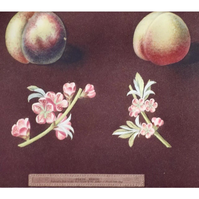Realism Peaches, Nectarines: George Brookshaw 'S 19th C. Framed Hand-Colored Aquatint, 1804 For Sale - Image 3 of 8