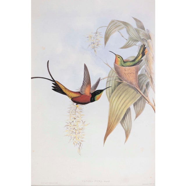 Victorian 19th Century John Gould Bird Print - One of 24 For Sale - Image 3 of 5