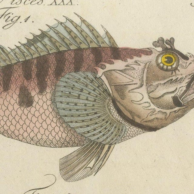 Beige Bertuch, Lionfish, Chimaera, Scorpionfish and Boxfish, 1805, Print For Sale - Image 8 of 12
