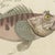 Beige Bertuch, Lionfish, Chimaera, Scorpionfish and Boxfish, 1805, Print For Sale - Image 8 of 12