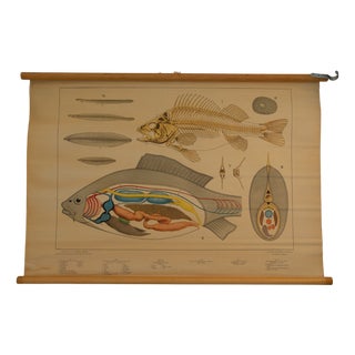 Physiology of Fish School Chart, 1960s For Sale
