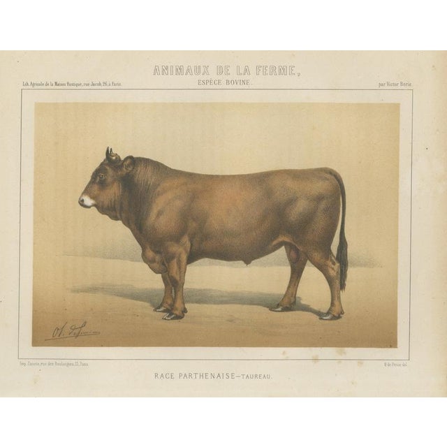 Borie, Parthenais Bull, French Cattle Breed, 1863, Chromolithograph For Sale - Image 9 of 9