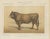 Borie, Parthenais Bull, French Cattle Breed, 1863, Chromolithograph For Sale - Image 9 of 9