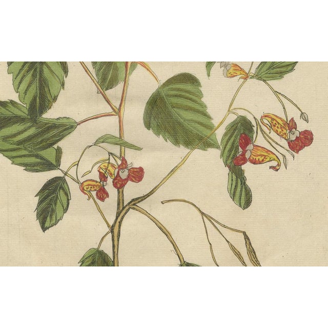 Late 18th Century Meerburgh, Wildflower with Butterflies, Engraving, 1775 For Sale - Image 5 of 10