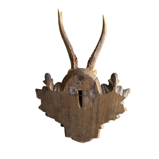 1910s 1910s Roe Deer Trophy 117 Black Forest Antlers For Sale - Image 5 of 5