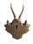 1910s 1910s Roe Deer Trophy 117 Black Forest Antlers For Sale - Image 5 of 5
