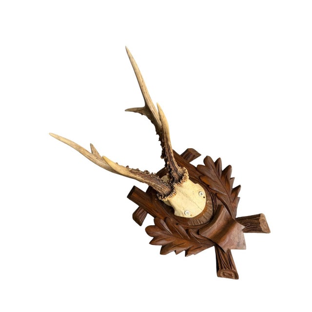 Cabin Roe Deer Trophy 157 Black Forest Antlers Mount For Sale - Image 3 of 5