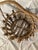 Americana Antique Adirondack Twig Mushroom Foraging basket.Adirondack Twigs Primitive Style W/ a Large Bent Twig Handle. Early 20th Century For Sale - Image 6 of 12