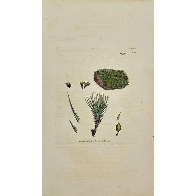 Illustration Early 19th Century James Sowerby – Set of 6 Botanical and Natural History Prints – Aquilegia Vulgaris For Sale - Image 3 of 7