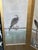 Design Plus Gallery presents a Four Panel Screen Showcasing Tethered Hawks from Japan. Hawks tethered to their perches,...