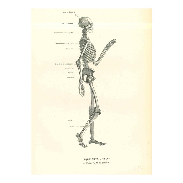 Paul Gervais, Human Anatomical Skeleton, 1854, Lithograph For Sale