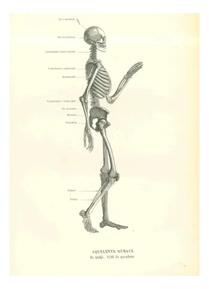 Paul Gervais, Human Anatomical Skeleton, 1854, Lithograph