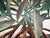 Triple Mangrove Candelabra For Sale - Image 10 of 11