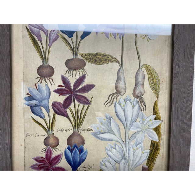 Off-white 17th Century Botanical Crocus Original Woodcut on Paper, Framed For Sale - Image 8 of 12