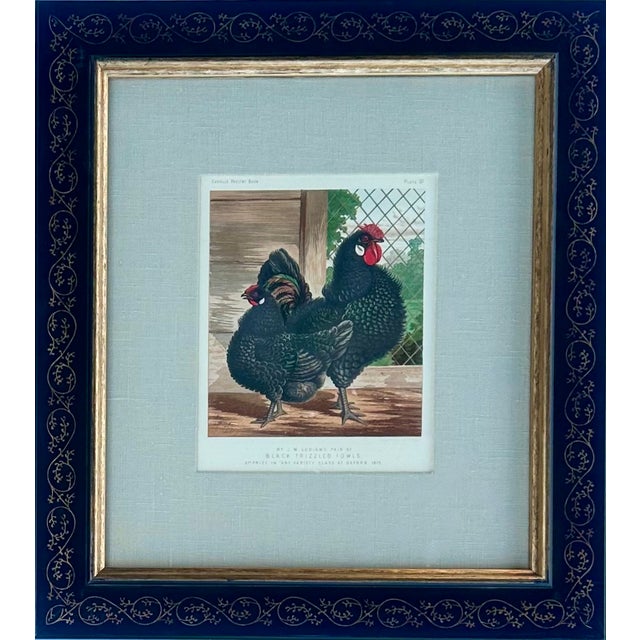 Set of 2 original framed chromolithographs from Cassell's Poultry Book, circa 1890. Featuring beautifully illustrated...