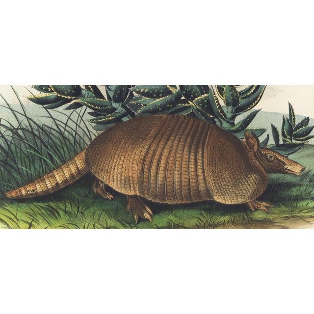 Original first edition Audubon stone lithograph from "The Viviparous Quadrupeds of North America", octavo edition, printed...
