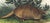 Original first edition Audubon stone lithograph from "The Viviparous Quadrupeds of North America", octavo edition, printed...