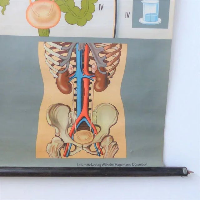 1950s School Education Metabolism Poster from Hagemann Düsseldorf, 1950s For Sale - Image 5 of 6
