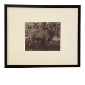 Circa 19th Century Photograph of a Brahma Bull, India