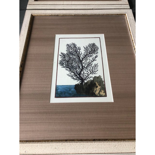 Traditional 1970’s Gallery Wall Collection 3 Vintage Coral Seascape Hand Colored Engravings -Set of 3 For Sale - Image 3 of 8
