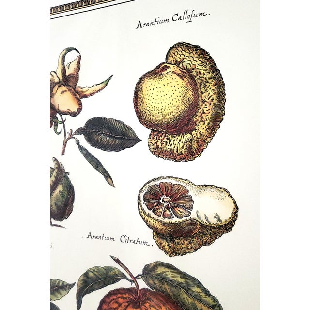 Large Framed Botanical Prints For Sale - Image 13 of 14