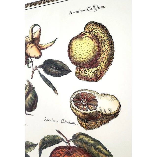 Prints Framed Botanical For Sale - Image 13 of 14