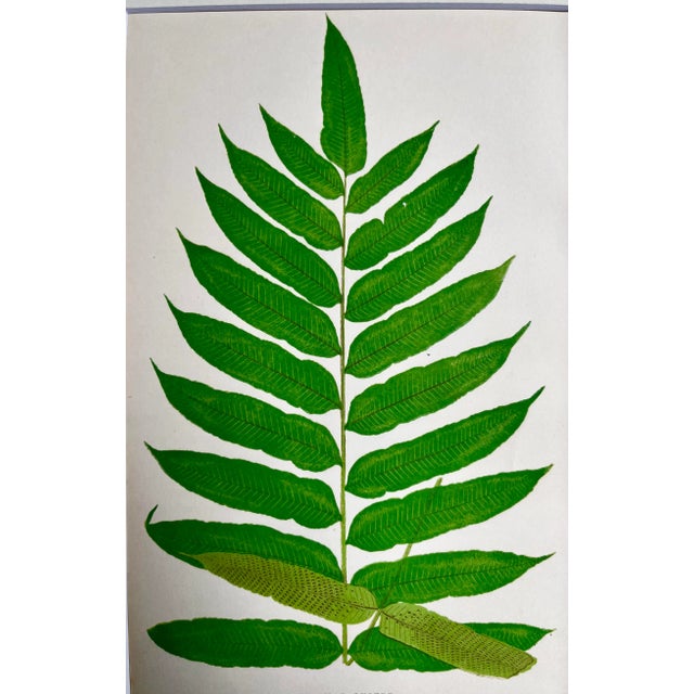 Mid 19th Century Antique Botanical Lithograph of a Fern Print by Edward J. Lowe London c.1867 For Sale - Image 5 of 6