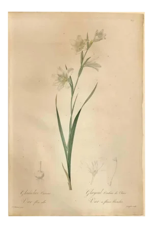 Gladiolus Carnelus Hand Painted Colored Engraving Signed p.j. Redoute