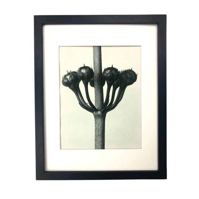 Framed Antique Botanical Photogravure Blossfeldt Print - No. 23 For Sale