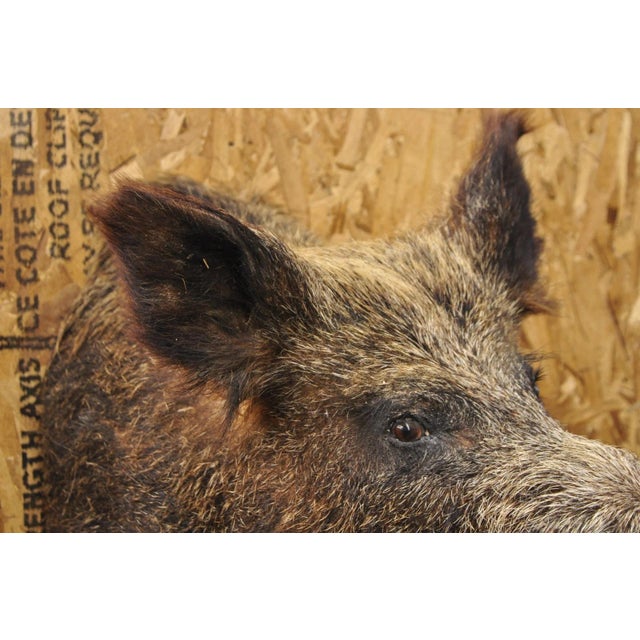 Vintage Wild Boar Head Taxidermy Hog Pig Head Wall Mount Log Cabin Decor For Sale In Philadelphia - Image 6 of 18
