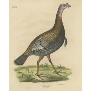 Georg August Goldfuss, Wild Turkey, 1824, Paper For Sale