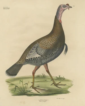 Georg August Goldfuss, Wild Turkey, 1824, Paper