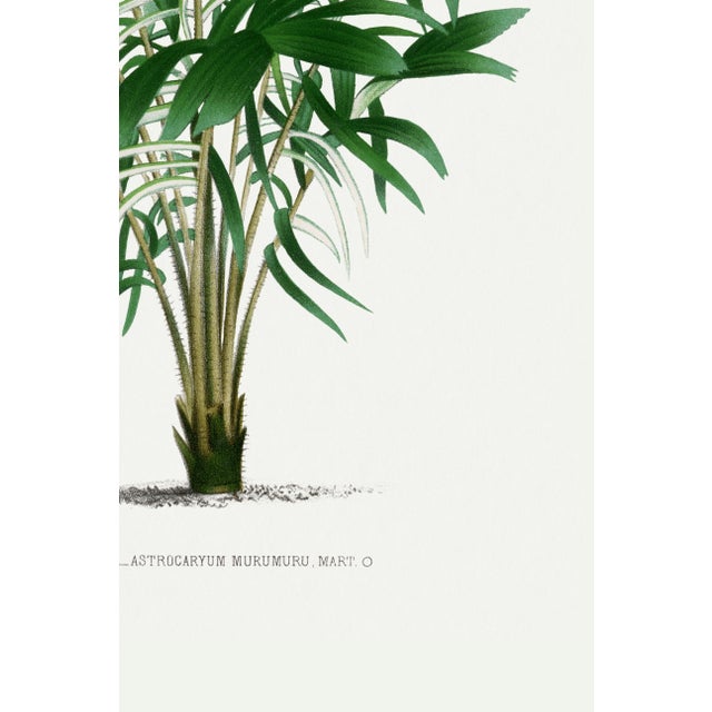 Vintage Palm Tree Illustration, Botanical Art Print Reproduction, 12" X 18" For Sale - Image 10 of 10