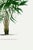 Vintage Palm Tree Illustration, Botanical Art Print Reproduction, 12" X 18" For Sale - Image 10 of 10