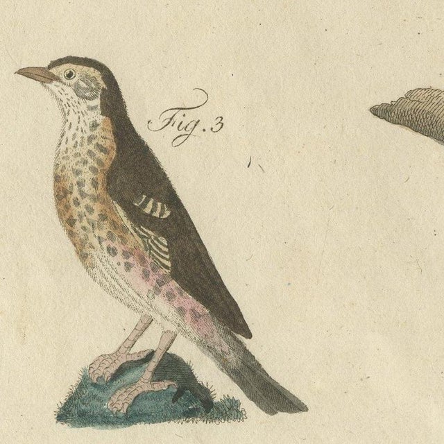 Paper Bertuch, Thrushes, Blackbird and Ring Ouzel, 1805, Print For Sale - Image 7 of 12