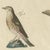 Paper Bertuch, Thrushes, Blackbird and Ring Ouzel, 1805, Print For Sale - Image 7 of 12